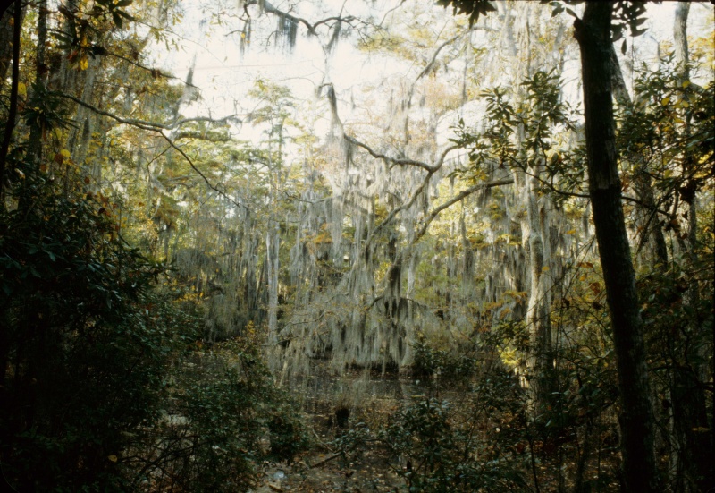 Seashore State Park trail walk5