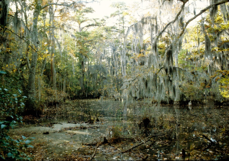 Seashore State Park trail walk6