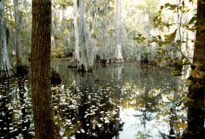 Seashore State Park trail walk7