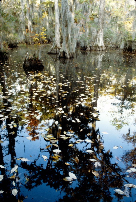 Seashore State Park trail walk8