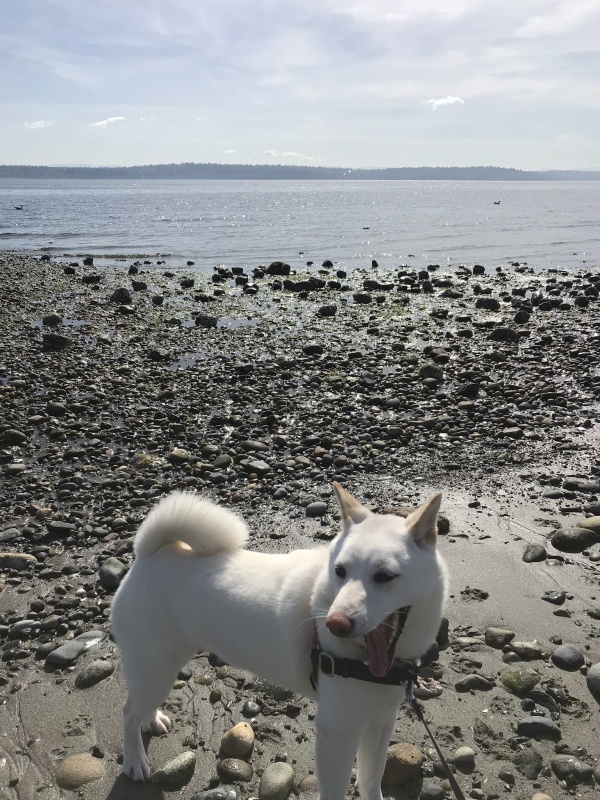 Second trip on with new boat - Blake Island May ?19. Yuki didn?t see the raccoon. Can you?