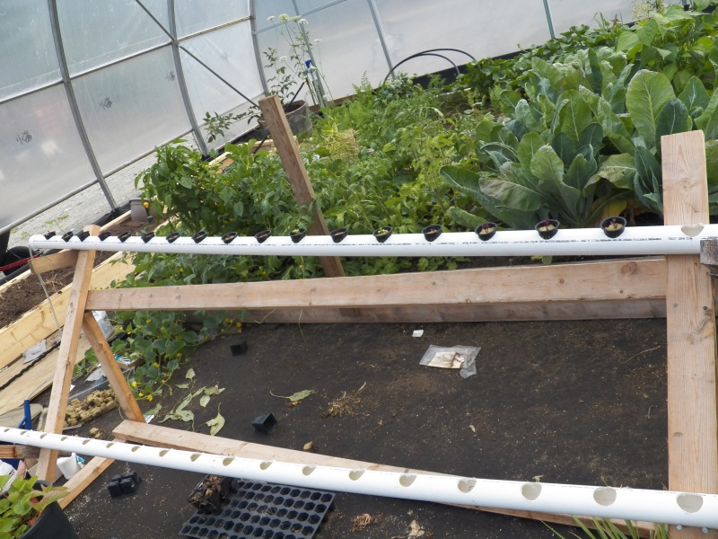 Seeds are started in the cups sitting in the pipe and then set out into raised beds.