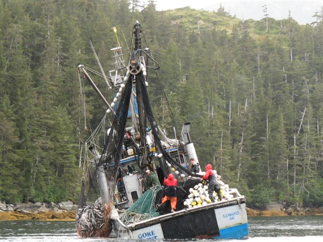 Seiner Pulling Pinks
