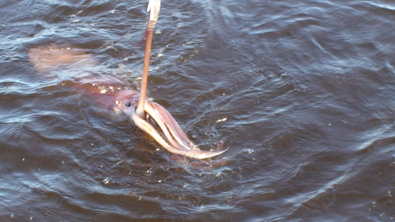 Sekiu Humbolt Squid(caught by Steve on GOYO)