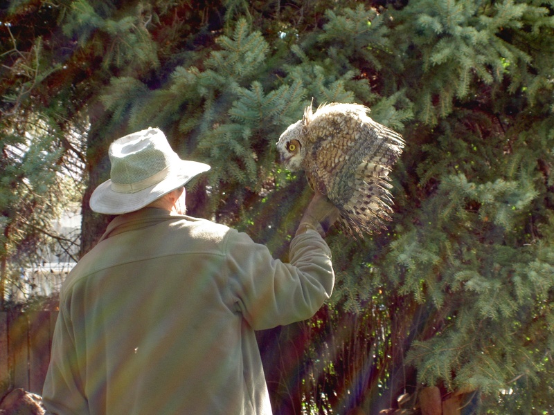 Setting Chick Back in the Tree.  2nd time in last 3 weeks have set owl chicks back in tree.  Once with Mom only 3 feet away snapping loudly