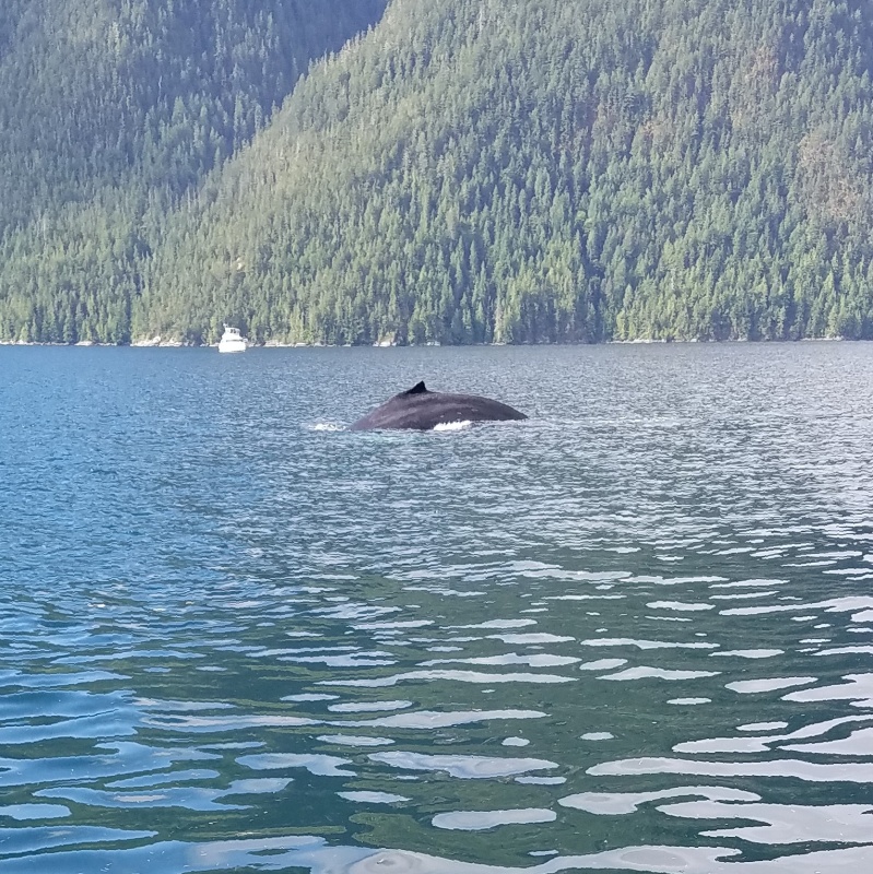 Several encounters with Humpback Whales along the way.
