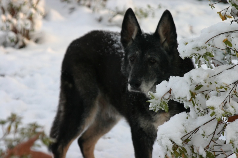 Shadow in snow