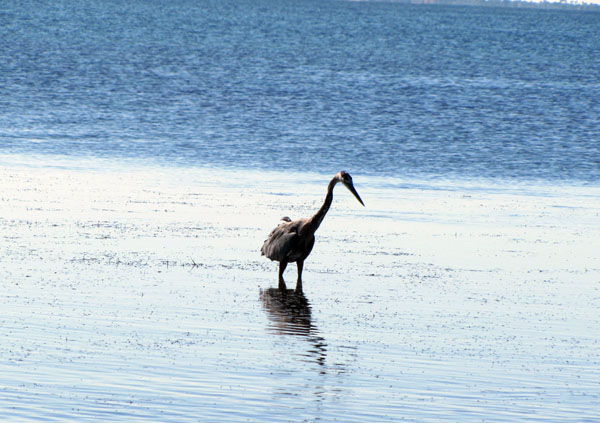 shallow water