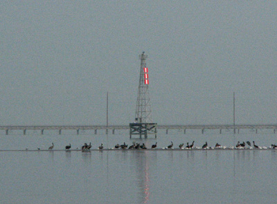 shallows... short-legged birds
