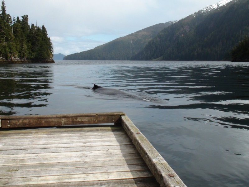 She would swim right under the dock