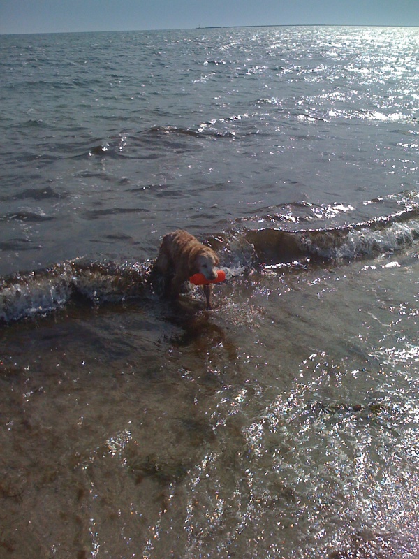 She's Still Retrieving at 15 yrs. 4/10/2009