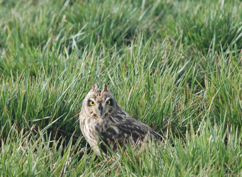 Short Eared Owl - Baskett Slough.jpg