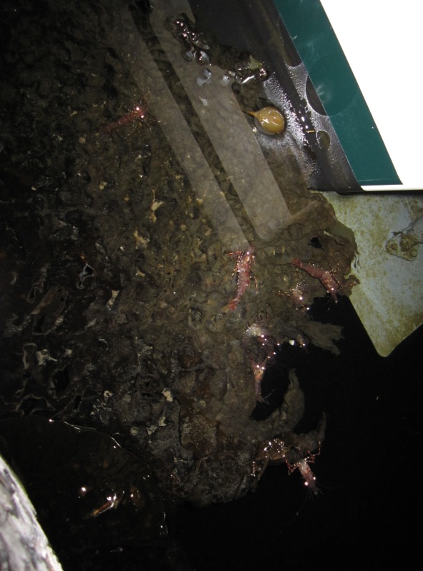 shrimp on pier at night
