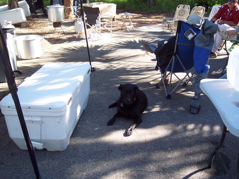 Shug guarding the oysters.