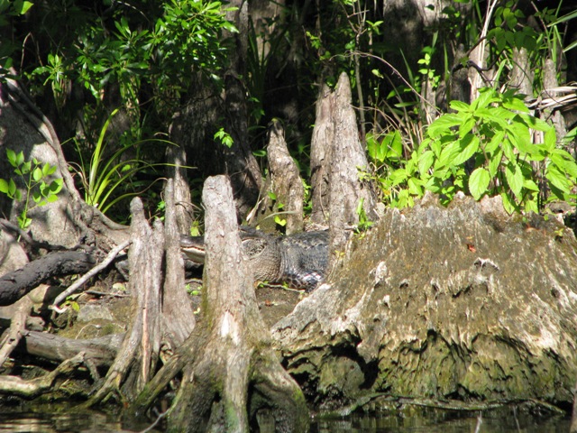 Shy Gator, April, 2009