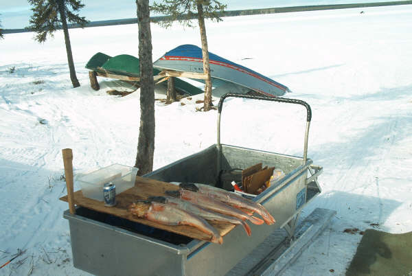 Skinned burbot.JPG