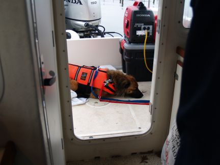 Skipper loves water - even cold water in Nov.  He jumped overboard.  After an hour we had him back on board...and double leashed for a while!