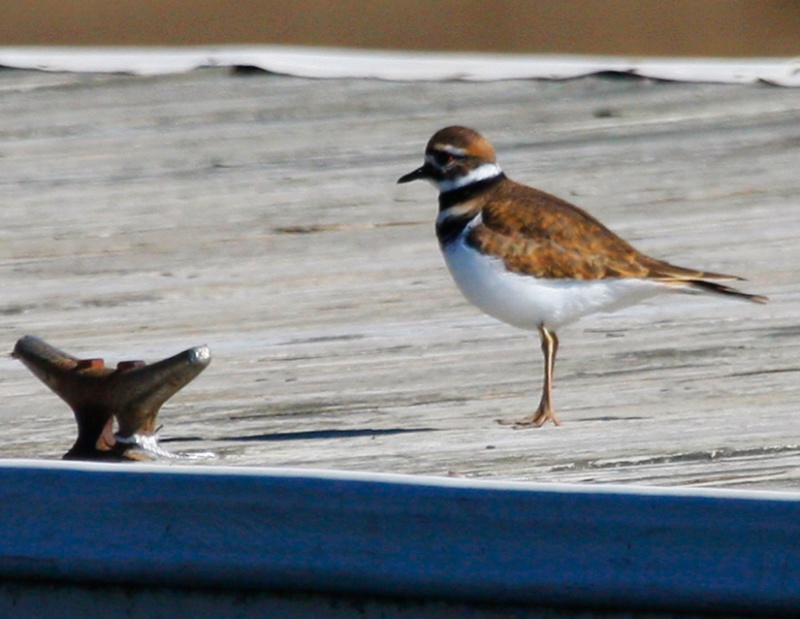 Skitish Killdeer surveys a pier near The Docks restaurant on Lake Guntersville