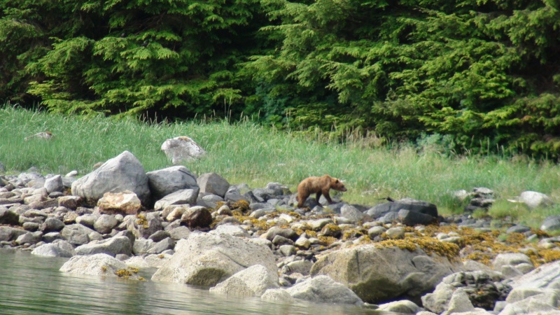 small bear Ell Cove anchorage