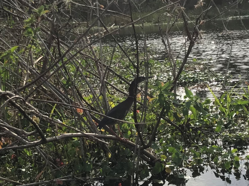 Small Green Heron