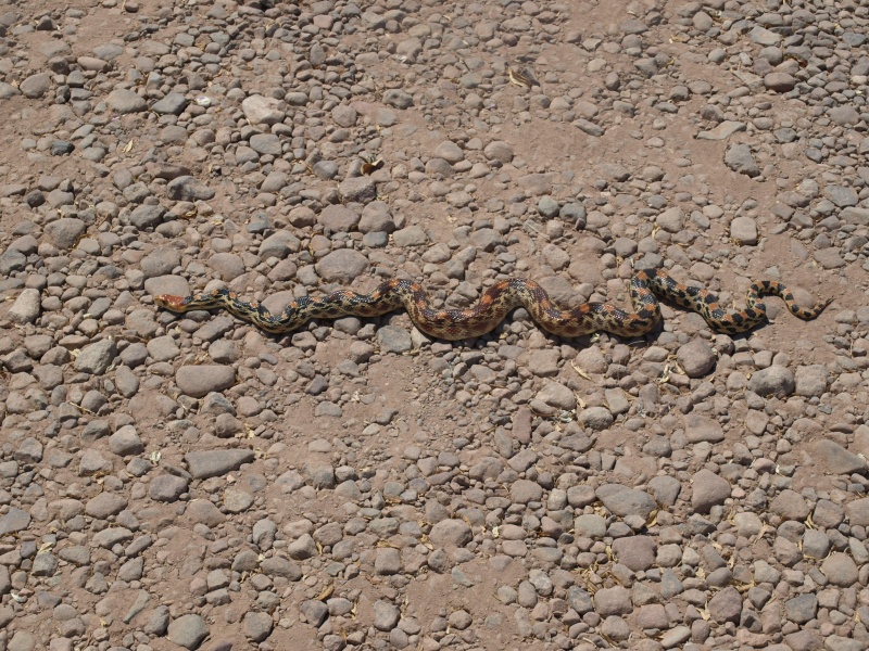 snake in campsite EEK! - Puerto Escondido