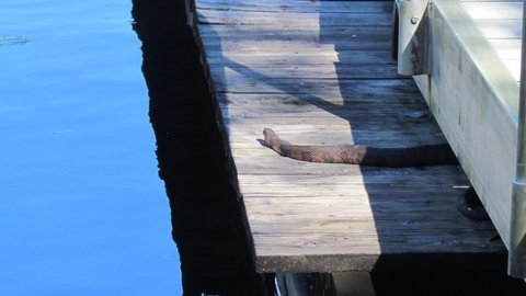 Snake on our dock, not a problem unless your name is Ginny.
