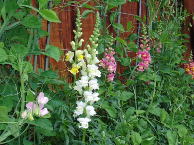 Snapdragons