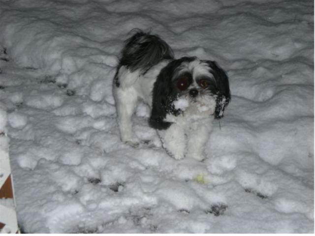 Snow Face