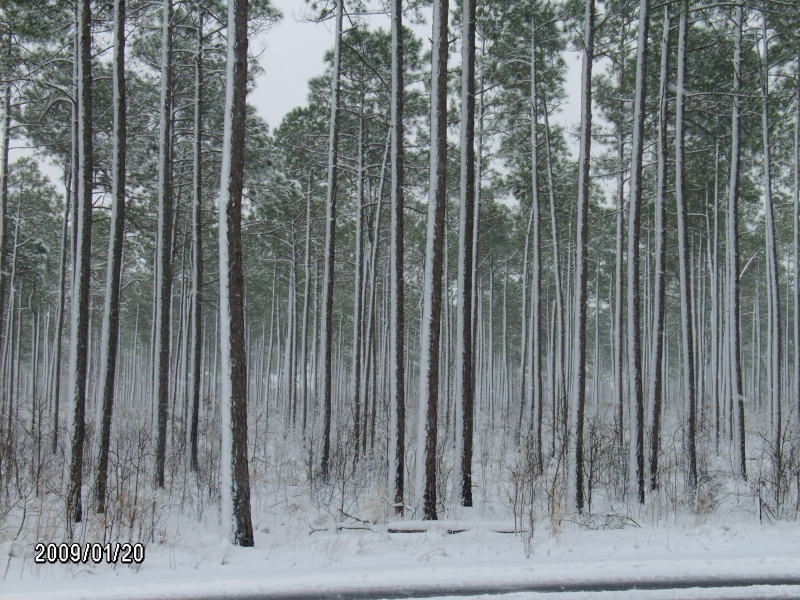 Snow..