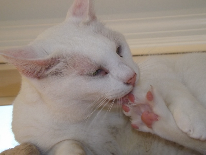 Snowball, a White Cat\'s work is never done!