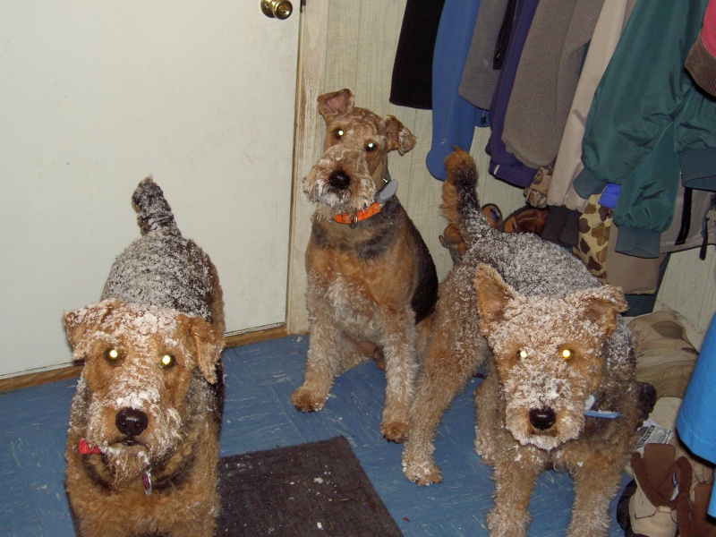 Snowdogs in "meltdown" in the mud room before re-entering the house.