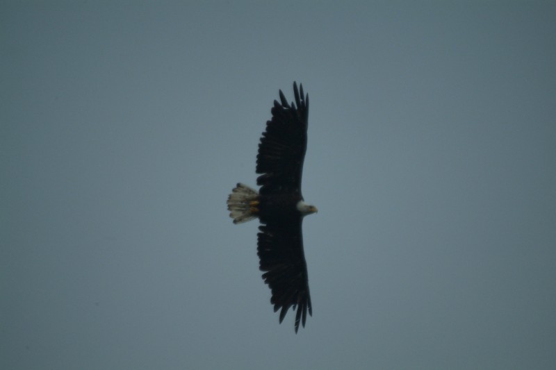 SOARING.jpg
