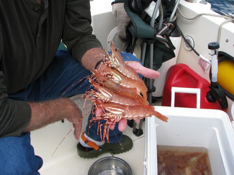 some of todays catch