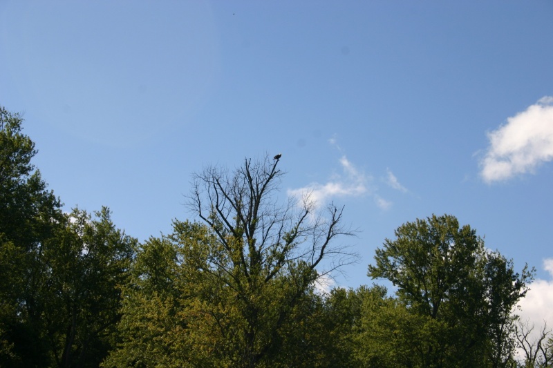 Some of us got real close to these eagles.