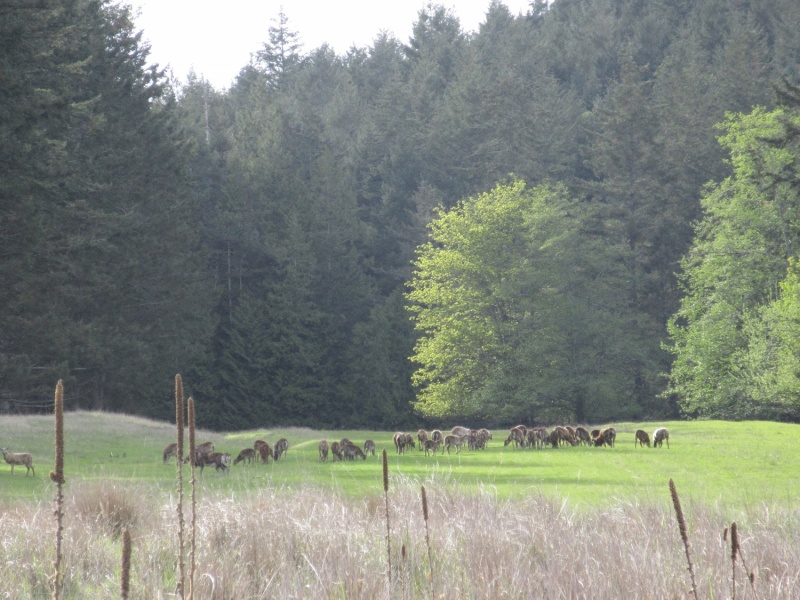 Some sheep grazing in the airstrip