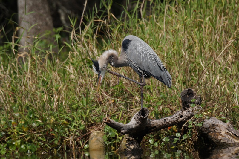 Sometimes you get an itch..even the great blue heron...