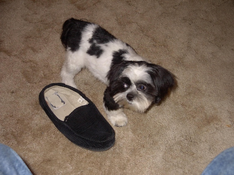 Sophie shoe