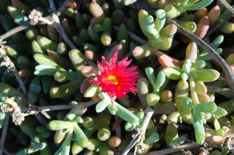 South African Sea Fig Iceplant.  Though an exotic species that outcompetes the endemics, a beautiful flower.