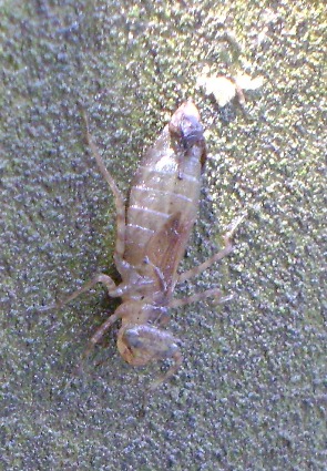 South Mills lock wall bug.  Joey says it is a dragon fly nymph.
