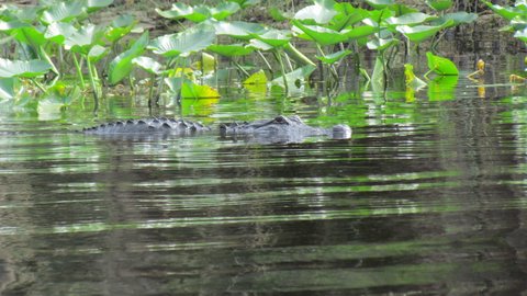 South of Hontoon State Park on the Saint John's gatorville