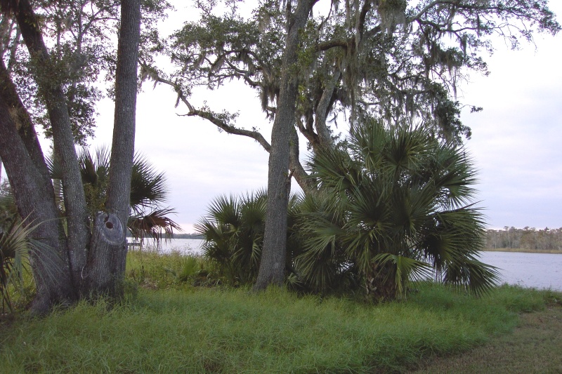 southern vegatation
