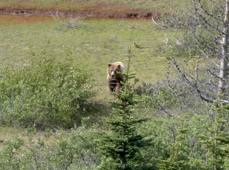 Sow Grizzly with a yearling cub that charged us on Llewellyn glacier hike.  I fired a bear banger at about 100 meters and she went the other direction and so did we.