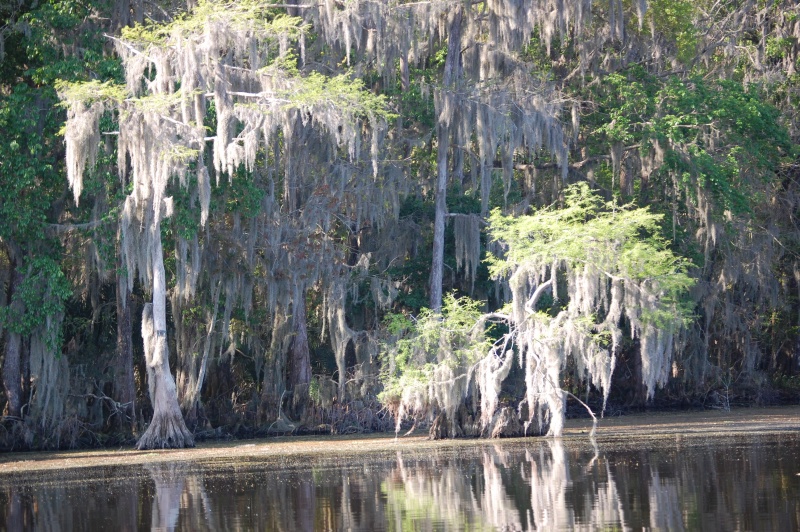 Spanish Moss and Cypress trees