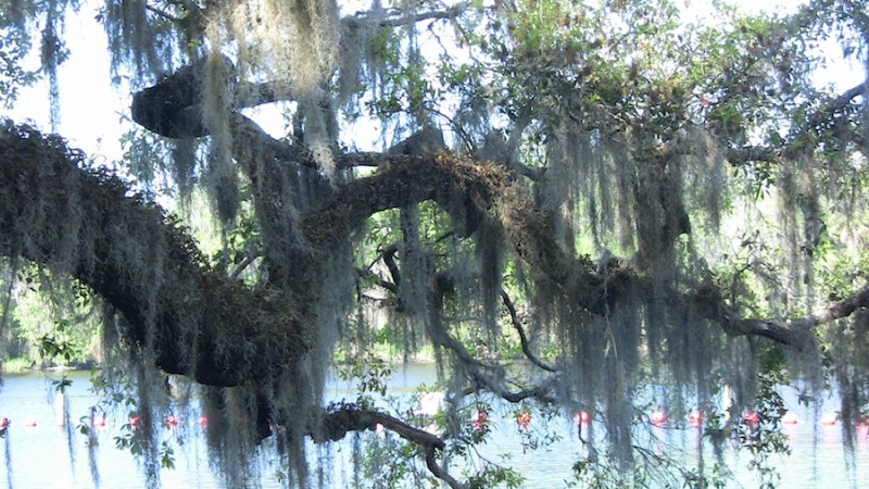 spanish moss