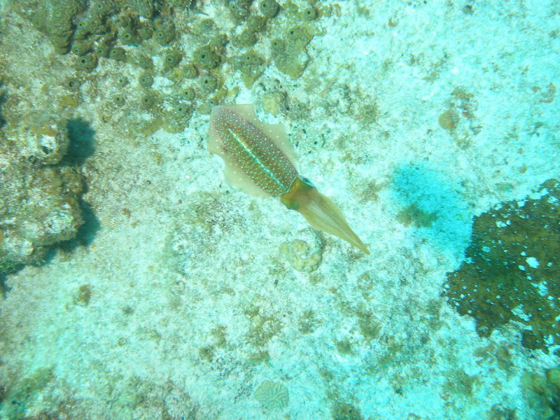 squid