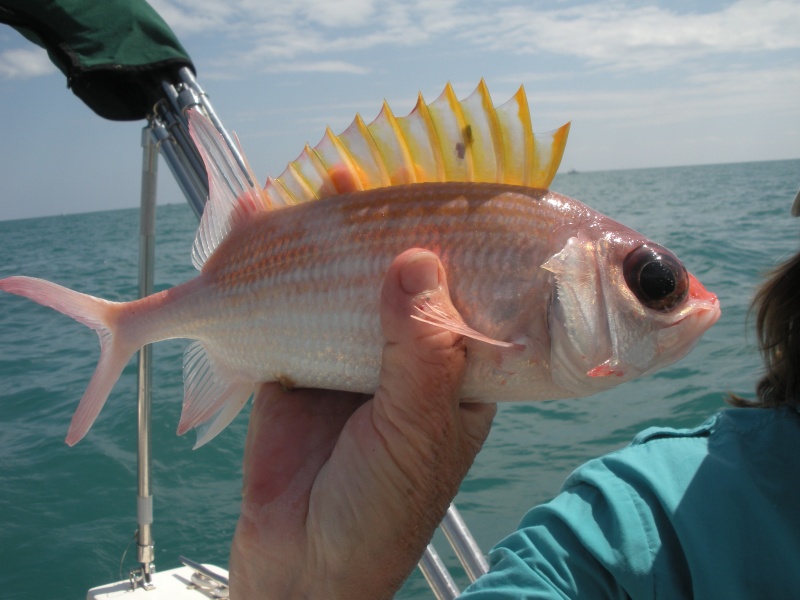 Squirrelfish.