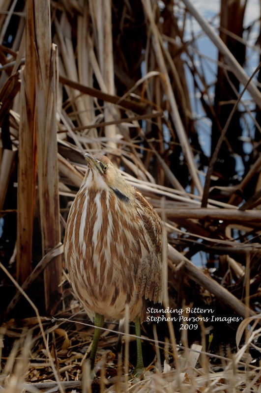 Standing Bittern