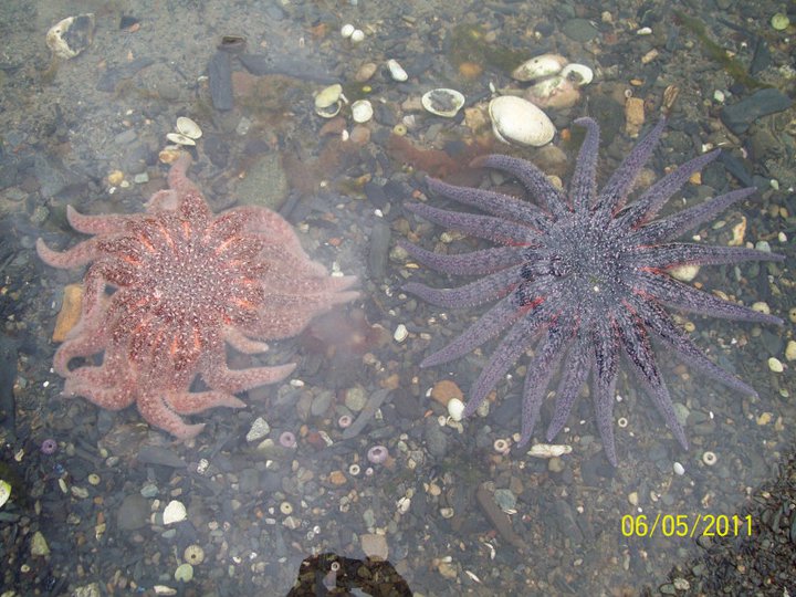 Starfish