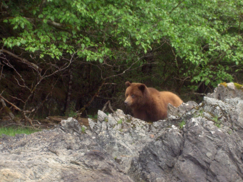 staring at the kayakers camp