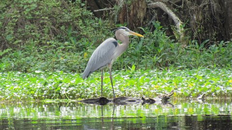 Stately looking bird Heron of some type?